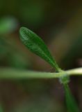 genus Thymus