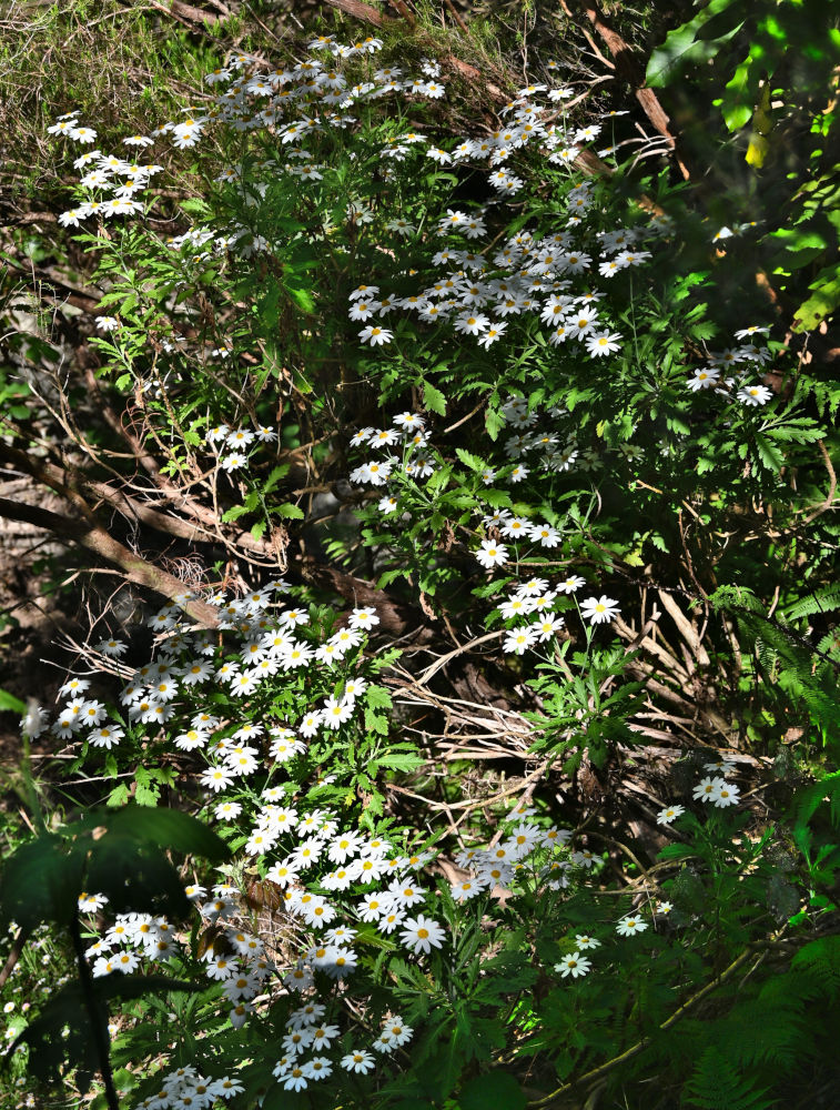 Image of Argyranthemum pinnatifidum specimen.
