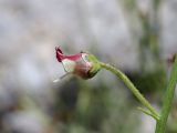 genus Scrophularia