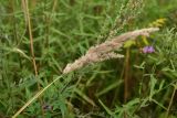 genus Calamagrostis. Верхушка плодоносящего растения. Калужская обл., Боровский р-н, окр. дер. Чёлохово, высота 200 м н.у.м, луг на старой залежи. 14 августа 2026 г.