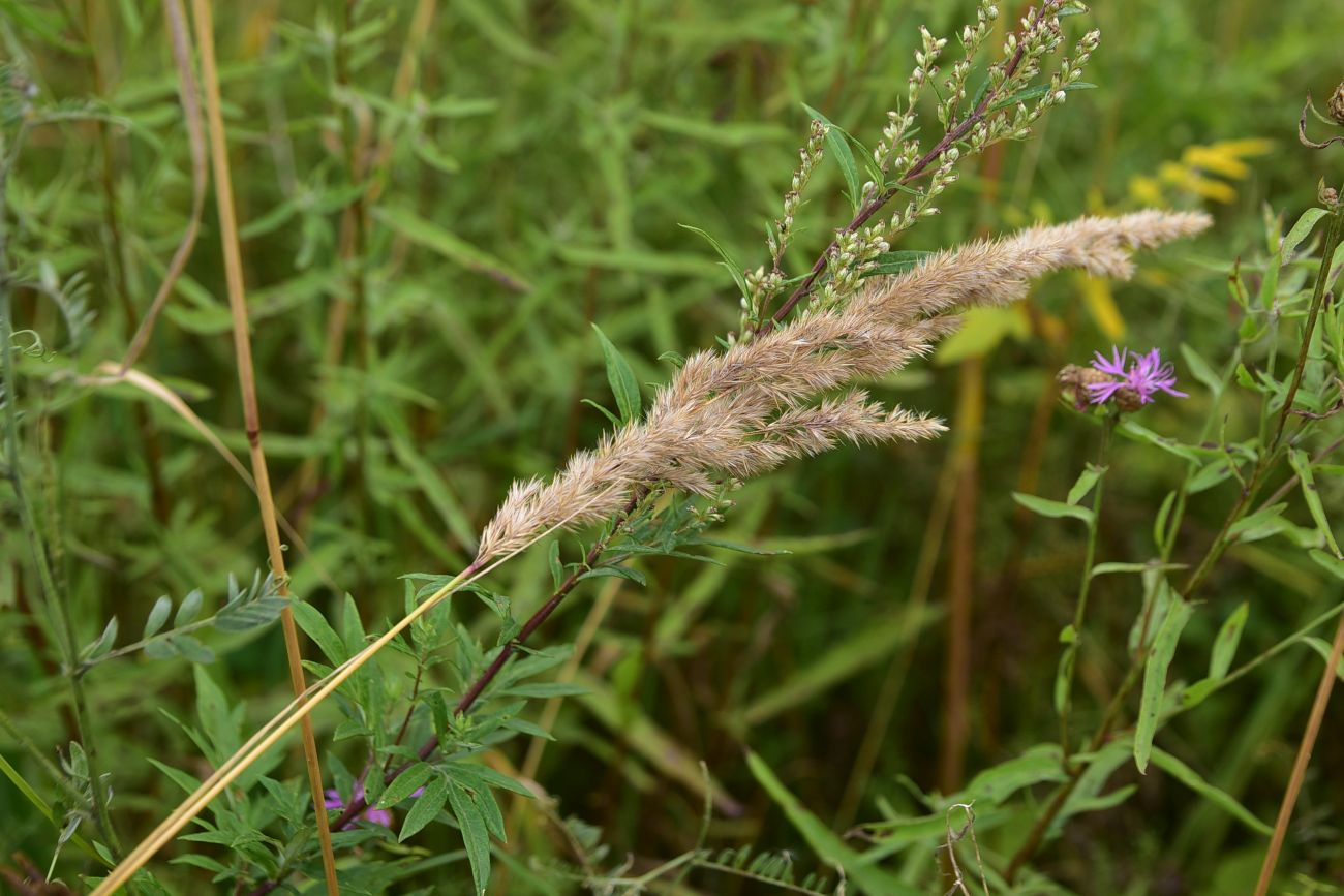 Image of Calamagrostis epigeios specimen.