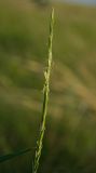 familia Poaceae. Соцветие с сидящим насекомым. Оренбургская обл., Саракташский р-н, Жёлтинский сельсовет, хр. Карамурунтау, дол. ручья Килькан, разнотравно-злаковый луг. 11 июня 2025 г.