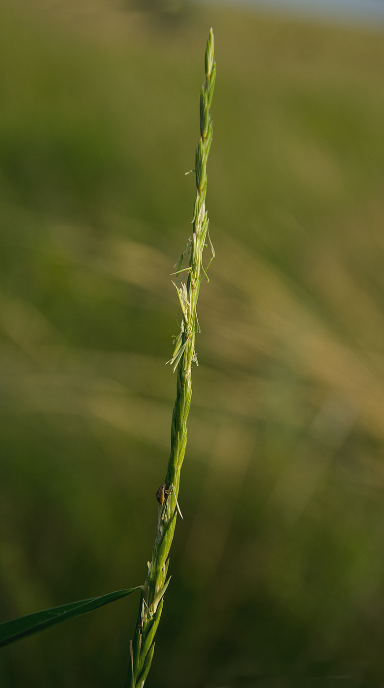 Image of familia Poaceae specimen.