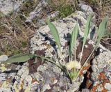 genus Centaurea. Сорванный побег с соцветием. Армения, Котайкская обл., между с. Гегард и Гегамским хребтом. 24.07.2026.