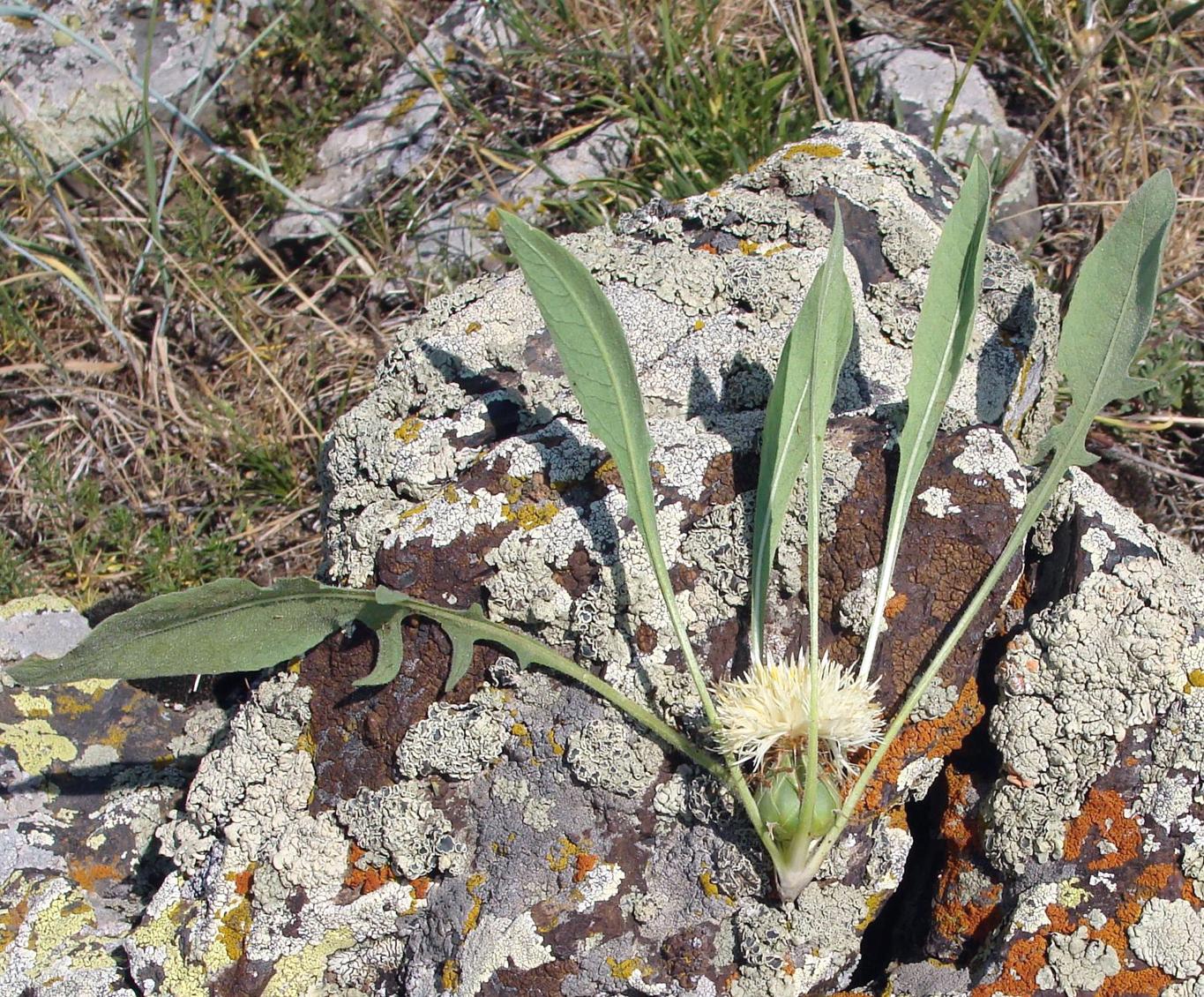 Image of genus Centaurea specimen.