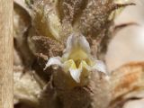 Orobanche camptolepis