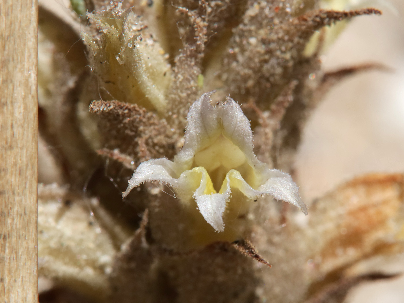 Изображение особи Orobanche camptolepis.