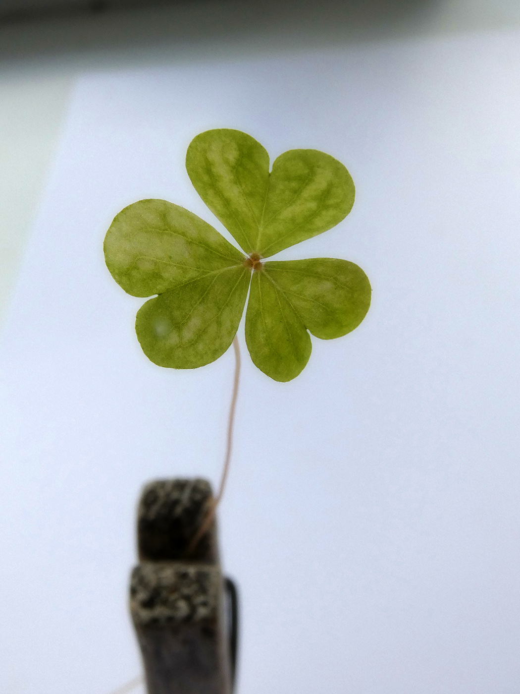 Изображение особи род Oxalis.