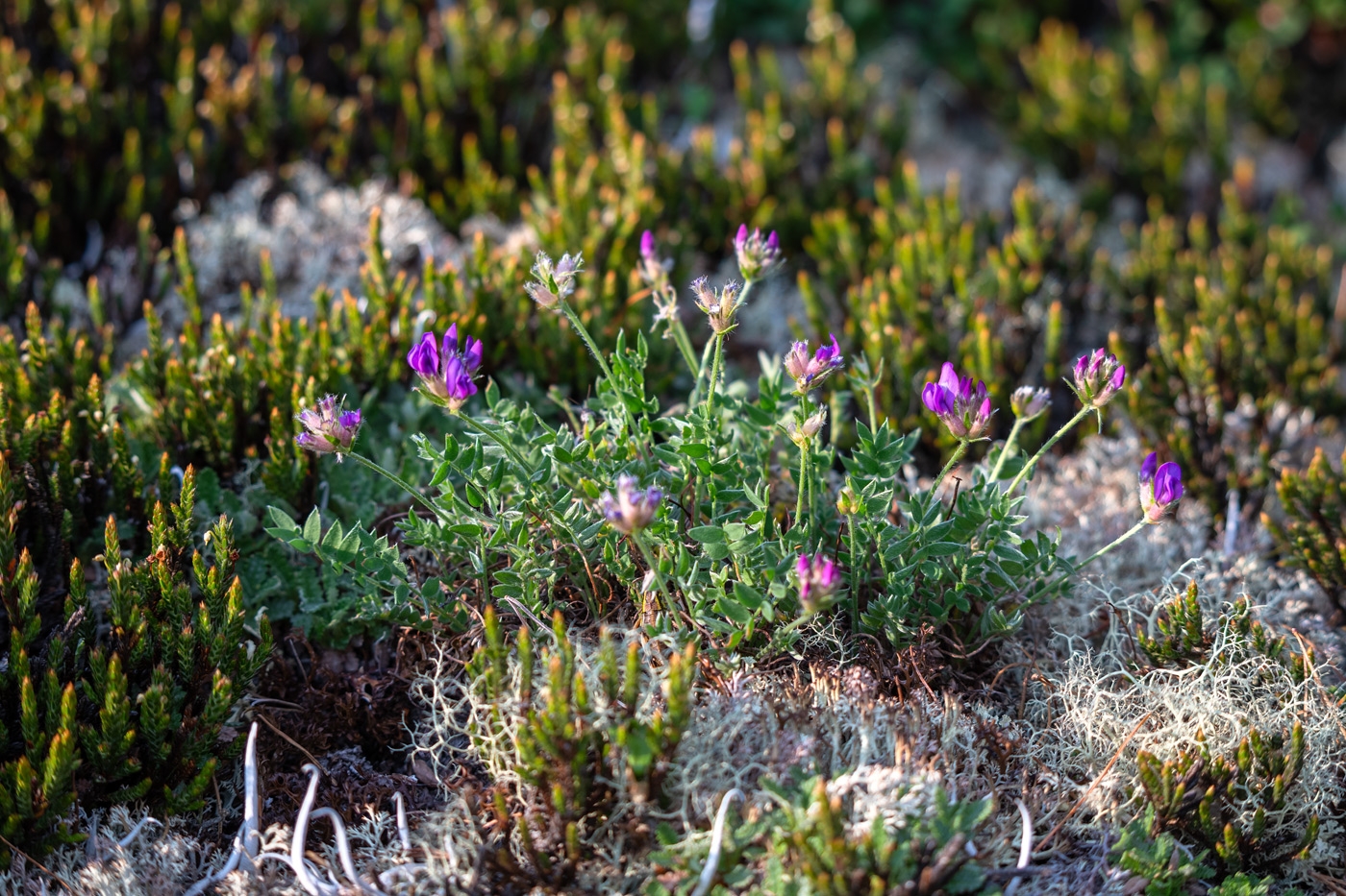 Изображение особи род Oxytropis.