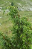 Juniperus hemisphaerica. Веточка с микростробилами. Карачаево-Черкесия, Карачаевский р-н, дол. р. Кичкинекол, ≈ 2250 м н.у.м, каменистый субальпийский луг. 13.08.2026.