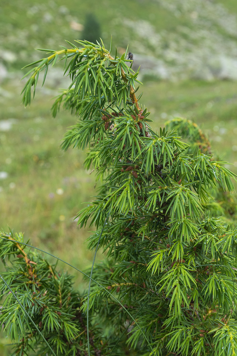 Image of Juniperus hemisphaerica specimen.