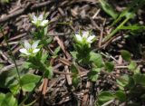 Arenaria serpyllifolia