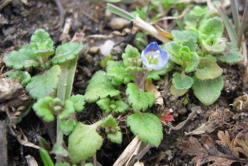 Image of Veronica polita specimen.