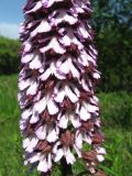 Orchis purpurea. Часть соцветия. Крым, окр. с. Перевальное, луг среди кустарников. 19 мая 2011 г.