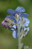 Cynoglossum capusii