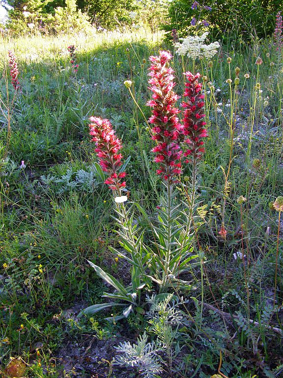 Изображение особи Echium popovii.