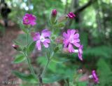 Melandrium dioicum. Соцветие. Украина, Ивано-Франковская обл., Надворнянский р-н, Природный заповедник \"Горганы\", лиственный лес. 16 июня 2011 г.