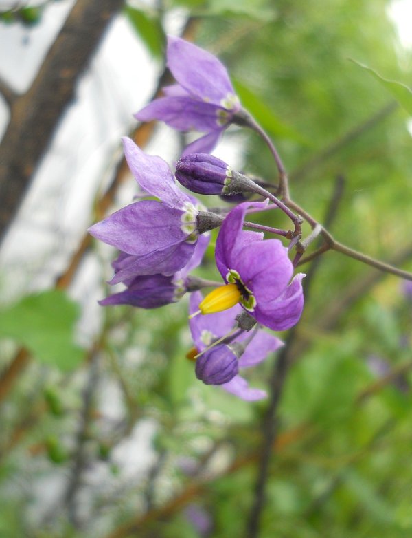 Image of Solanum kitagawae specimen.