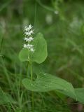 Maianthemum bifolium. Цветущее растение. Ленинградская обл., июнь.