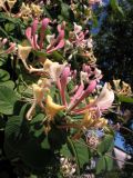 Lonicera caprifolium