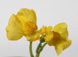 Utricularia × neglecta. Соцветие. Краснодарский край, Красноармейский р-н, станица Старонижестеблиевская, канал на краю рисового чека. 25.08.2011.