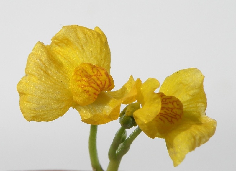 Image of Utricularia × neglecta specimen.