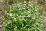 Phlomis majkopensis