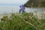 Geranium pratense