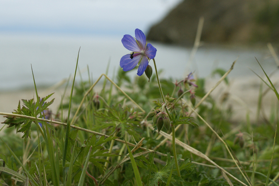 Изображение особи Geranium pratense.