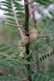 Astragalus retamocarpus