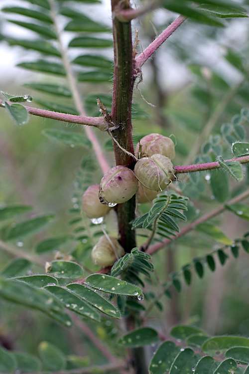 Изображение особи Astragalus retamocarpus.