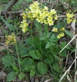 Primula elatior