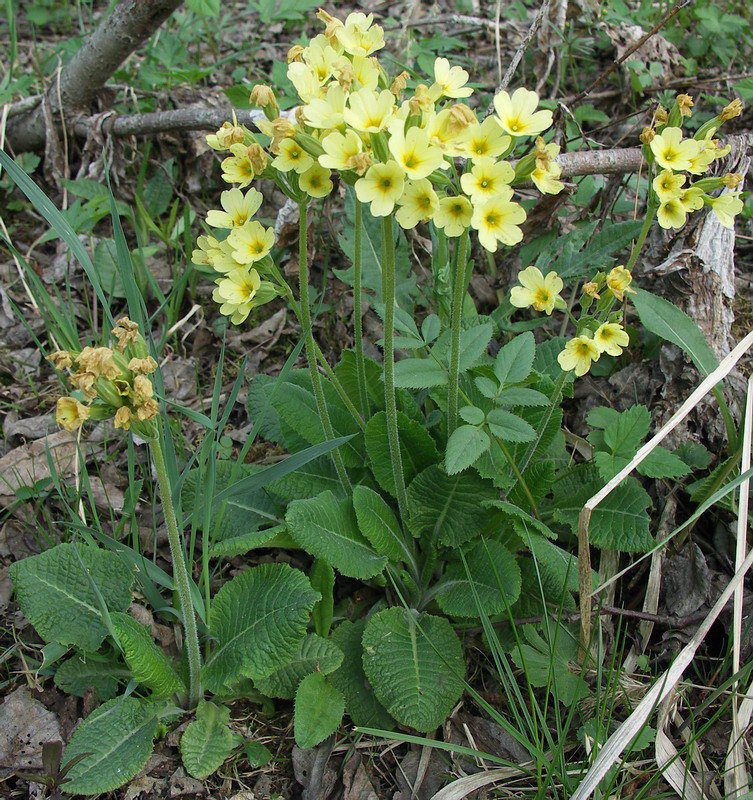 Image of Primula elatior specimen.