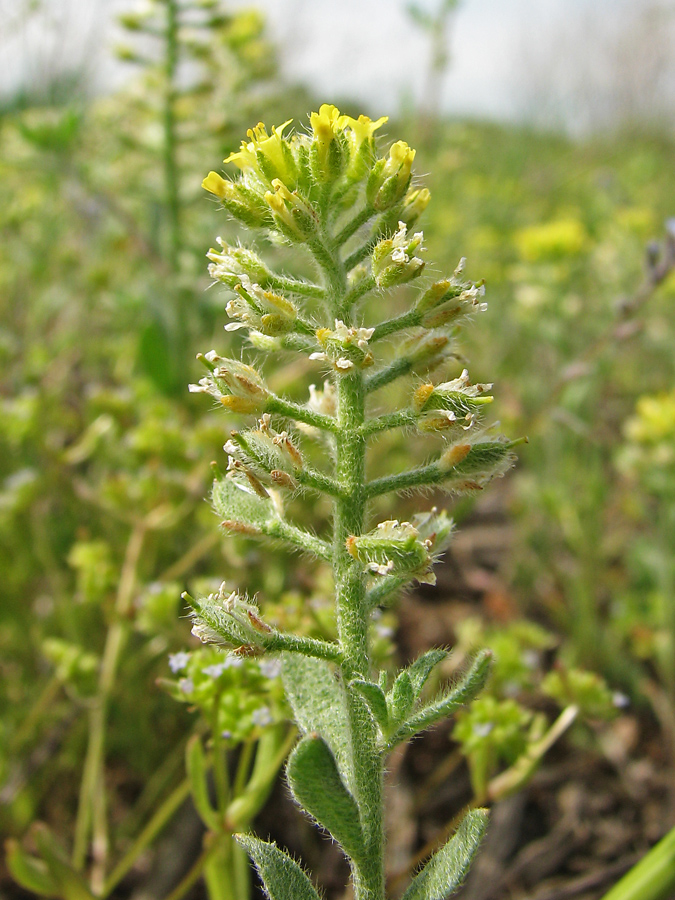 Изображение особи Alyssum simplex.