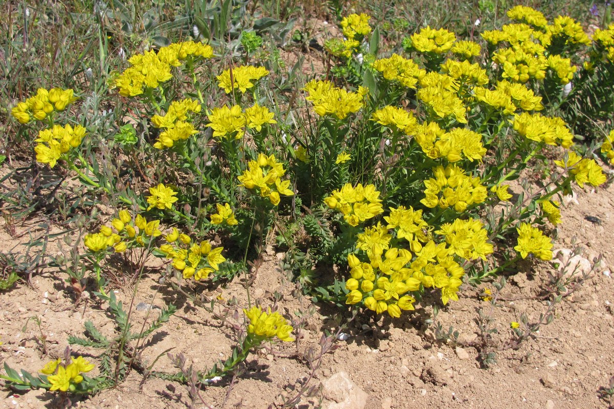 Image of Haplophyllum suaveolens specimen.