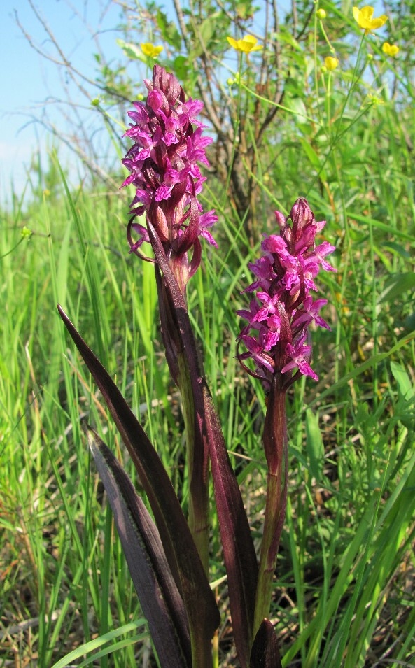 Image of Dactylorhiza incarnata specimen.
