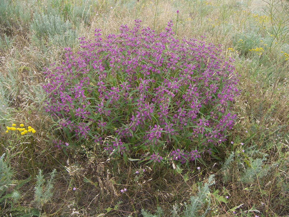 Image of Phlomis pungens specimen.