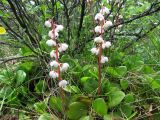 Pyrola incarnata