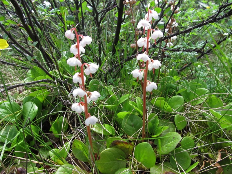 Image of Pyrola incarnata specimen.