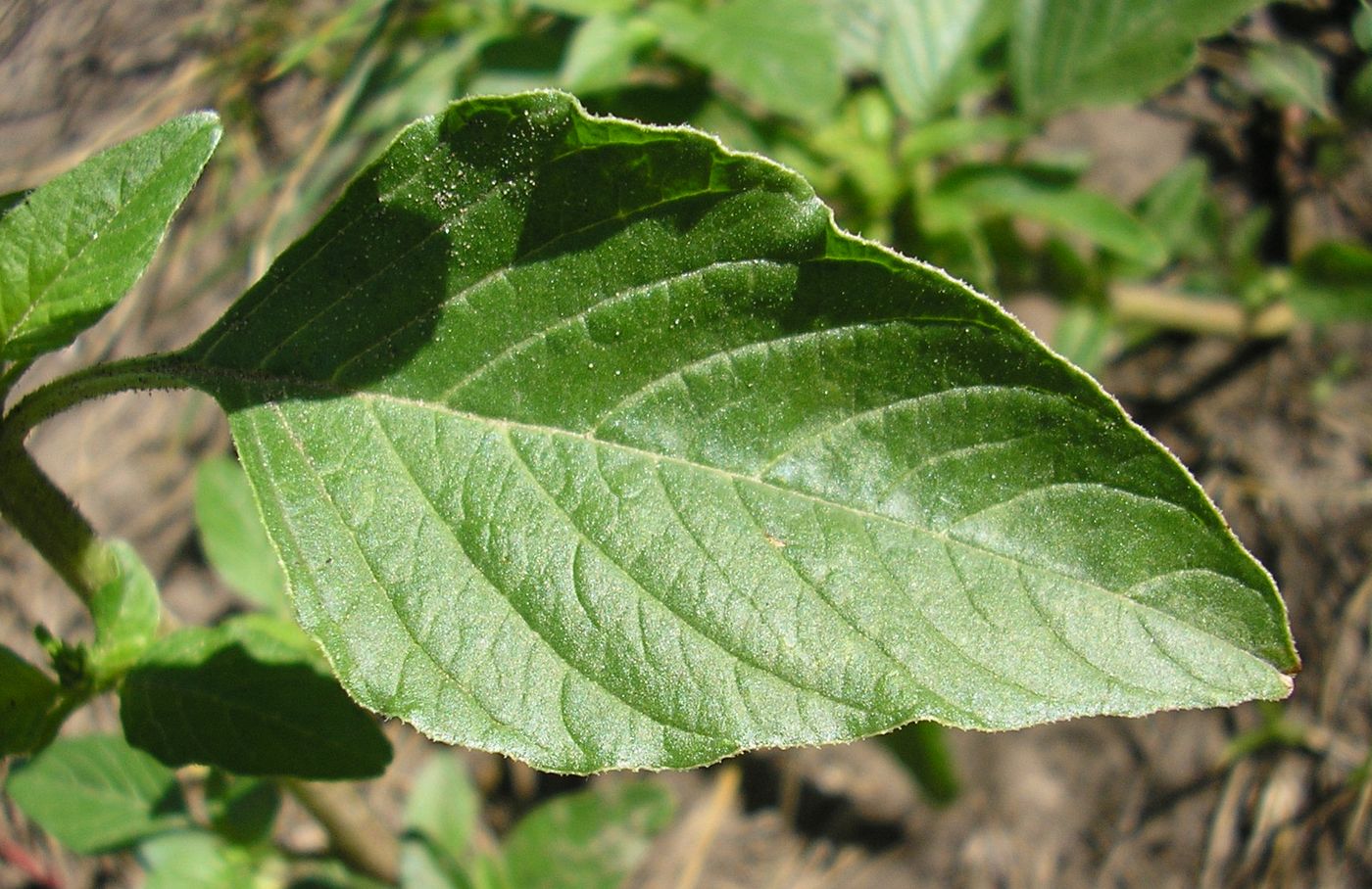 Изображение особи Amaranthus retroflexus.