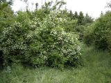 Philadelphus coronarius