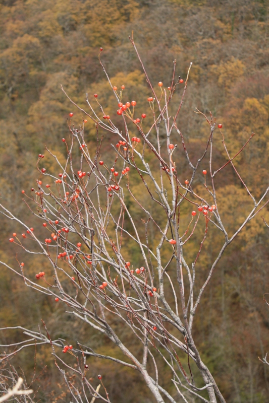 Изображение особи Sorbus taurica.