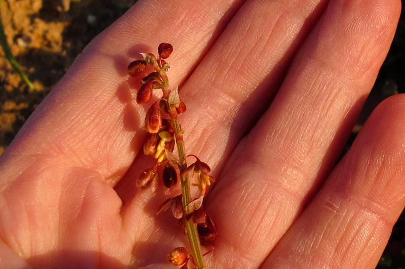 Изображение особи Rumex occultans.