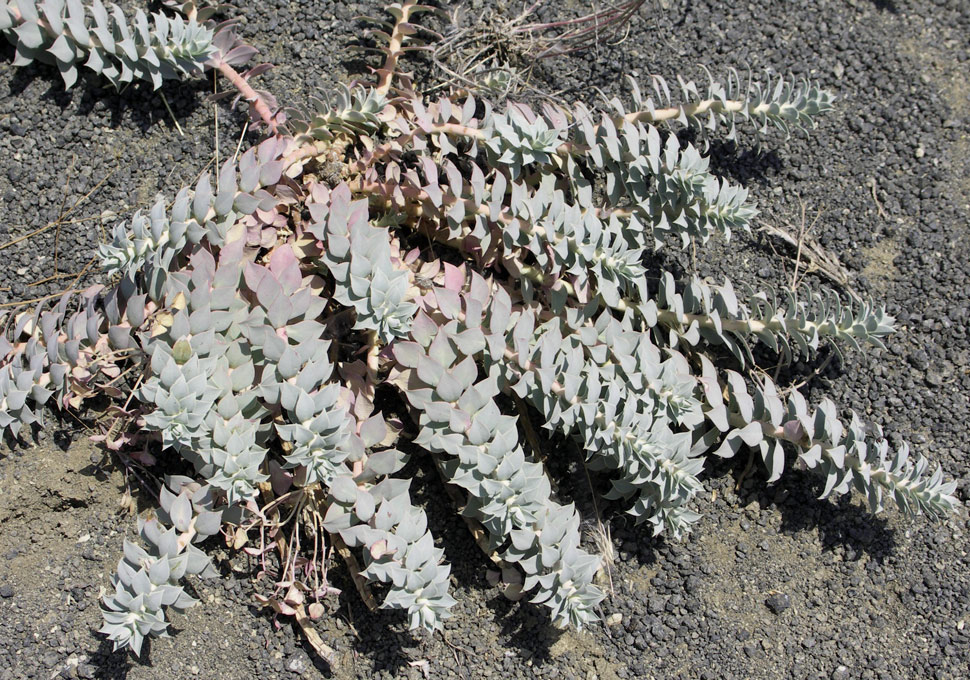 Image of Euphorbia marschalliana specimen.