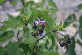 Solanum persicum
