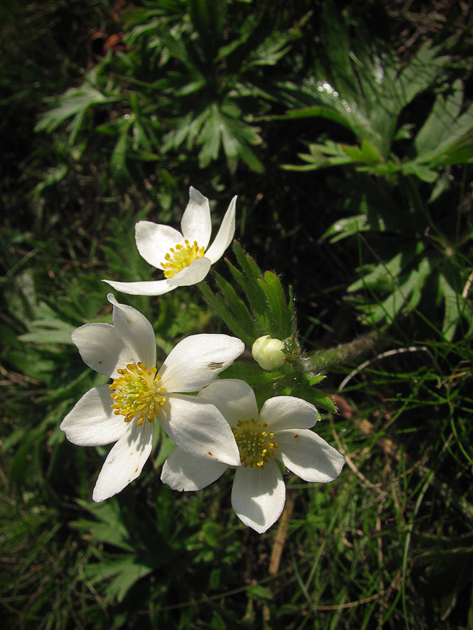 Image of Anemonastrum biarmiense specimen.