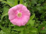 Calystegia dahurica