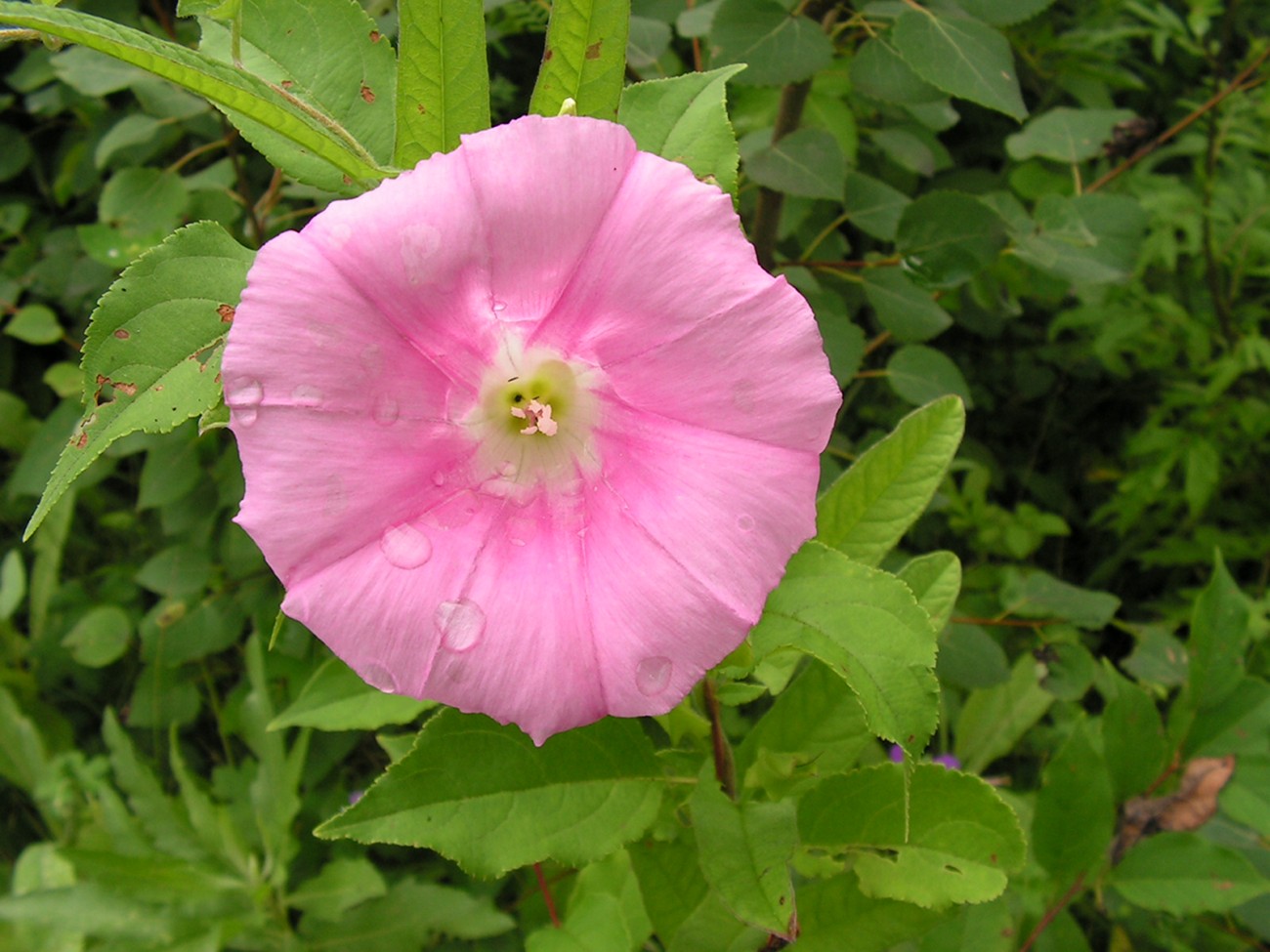 Изображение особи Calystegia dahurica.