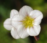 Saxifraga × arendsii. Цветок (сильно увеличено). Московская обл., дачный участок. 12.05.2008.
