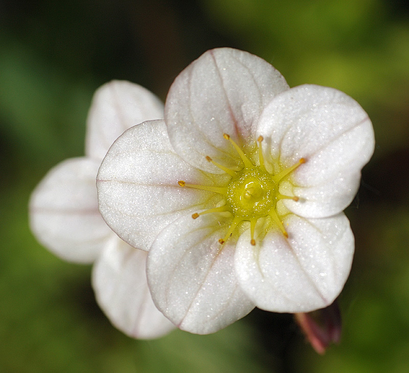 Изображение особи Saxifraga &times; arendsii.